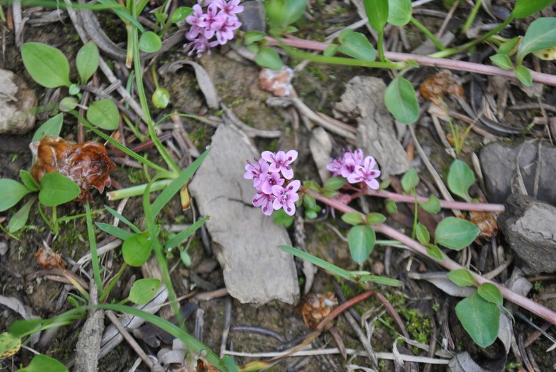 Lysimachia pumila