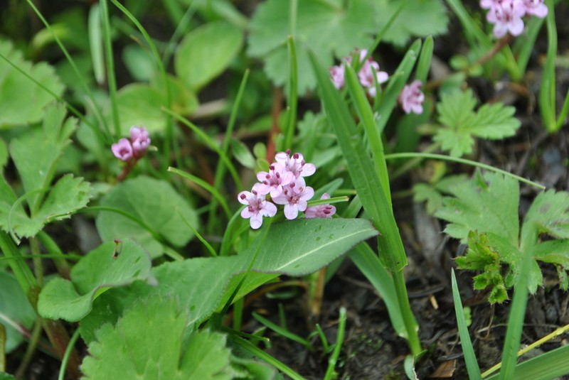 Lysimachia pumila photo 2
