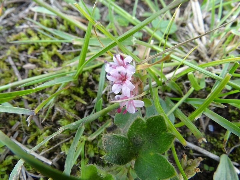 Lysimachia pumila photo 3