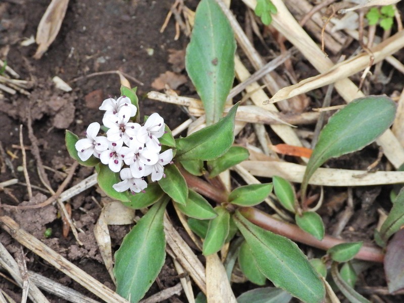 Lysimachia pumila photo 4