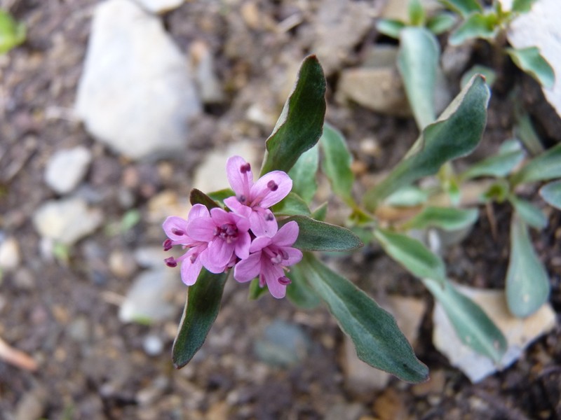 Lysimachia pumila photo 5