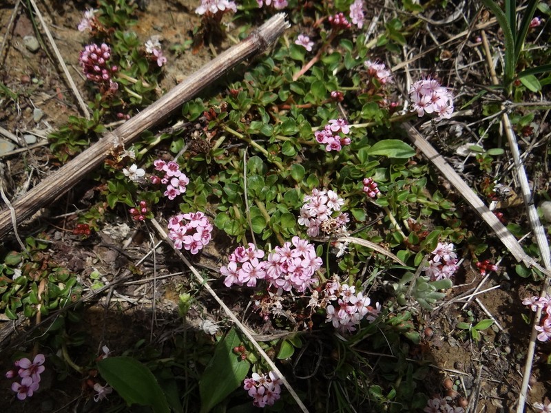 Lysimachia pumila photo 7