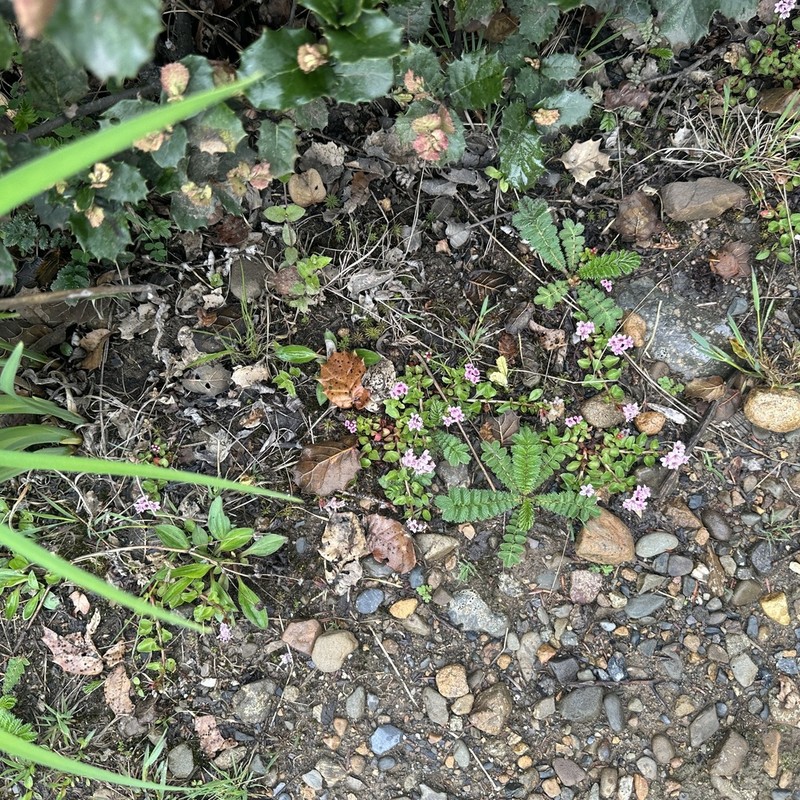 Lysimachia pumila photo 8