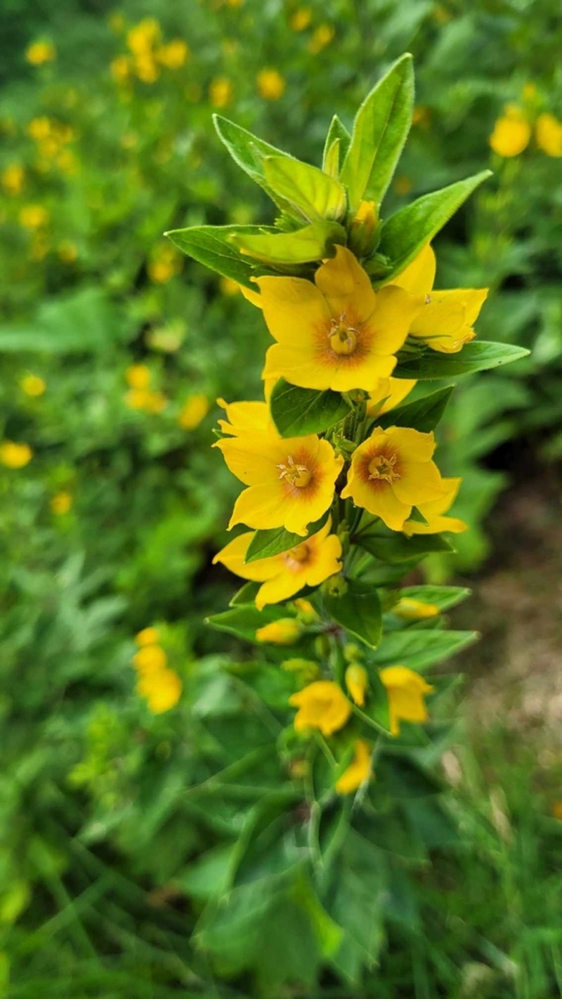 Large Yellow Loosestrife photo 3