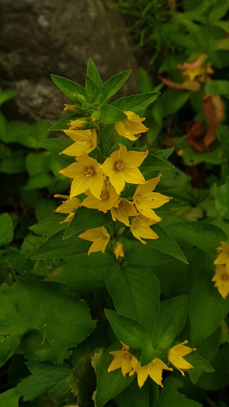 Large Yellow Loosestrife photo 4
