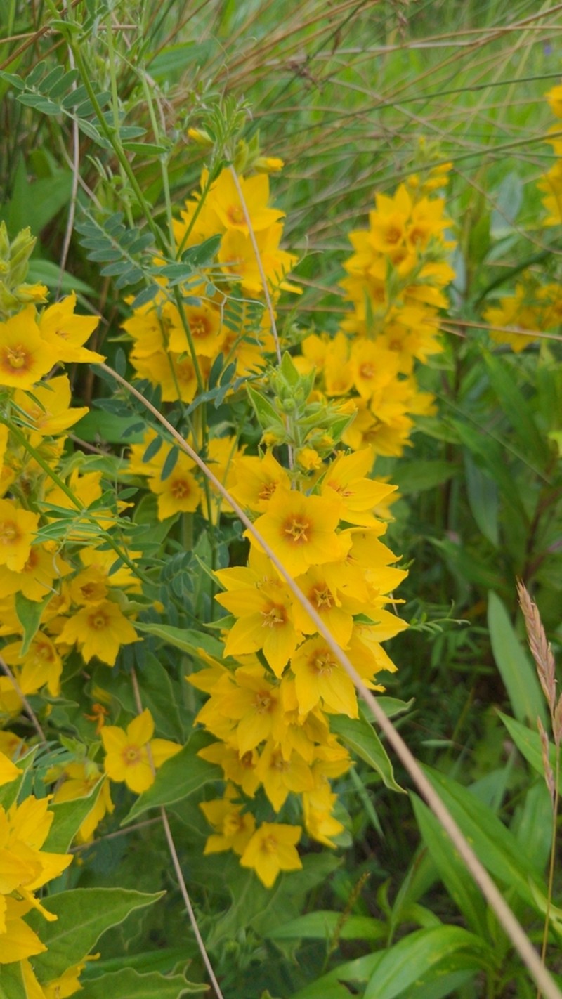 Large Yellow Loosestrife photo 5