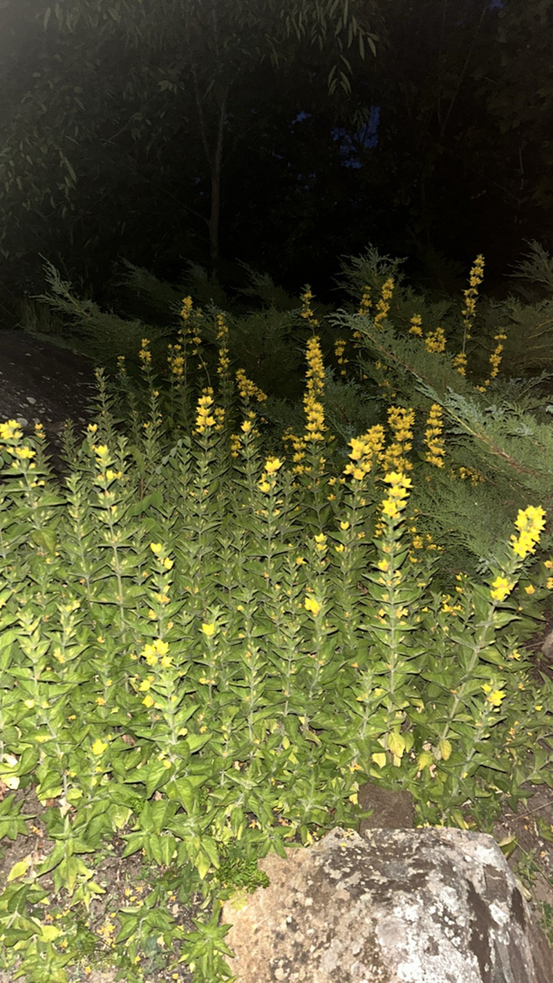 Large Yellow Loosestrife photo 6