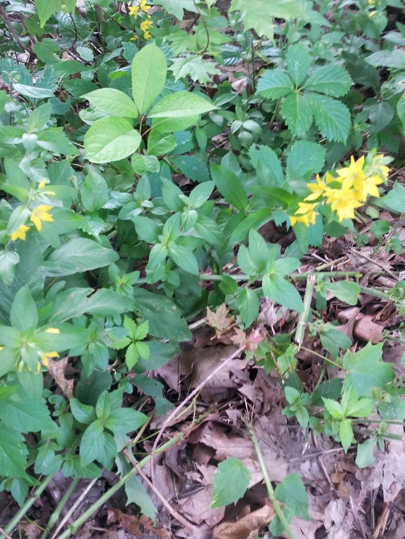 Large Yellow Loosestrife photo 7