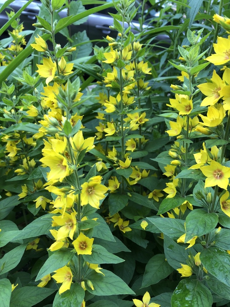 Large Yellow Loosestrife photo 8