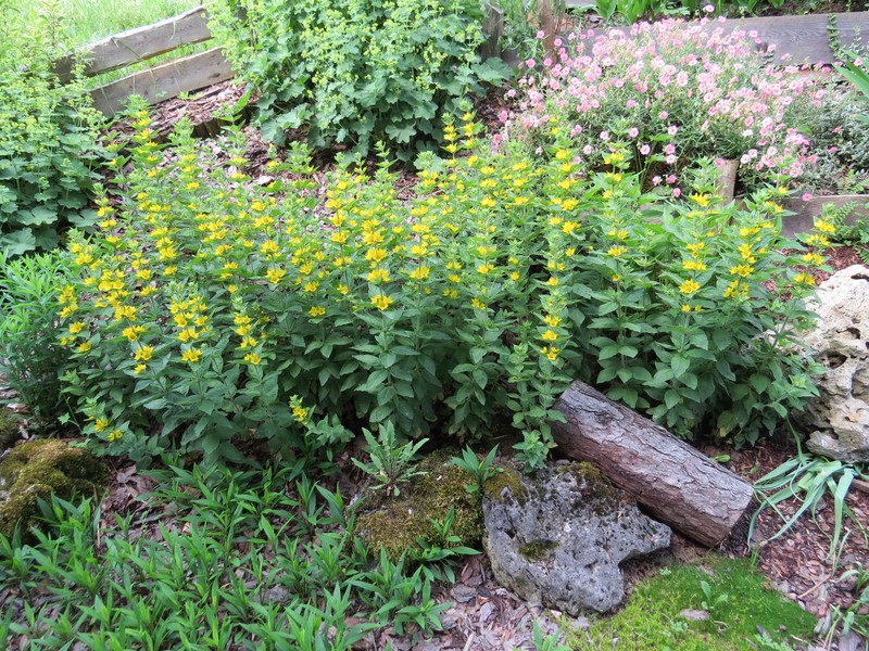 Large Yellow Loosestrife photo 2
