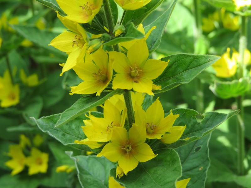 Large Yellow Loosestrife photo 3
