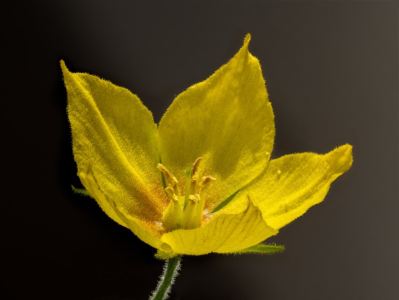 Large Yellow Loosestrife photo 4
