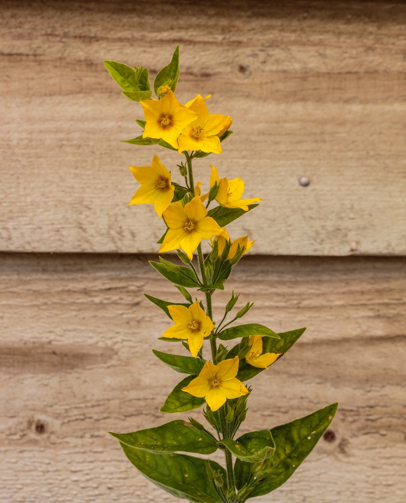 Large Yellow Loosestrife photo 5