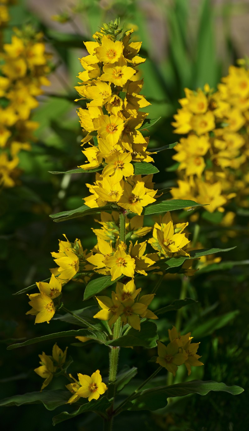 Large Yellow Loosestrife photo 6