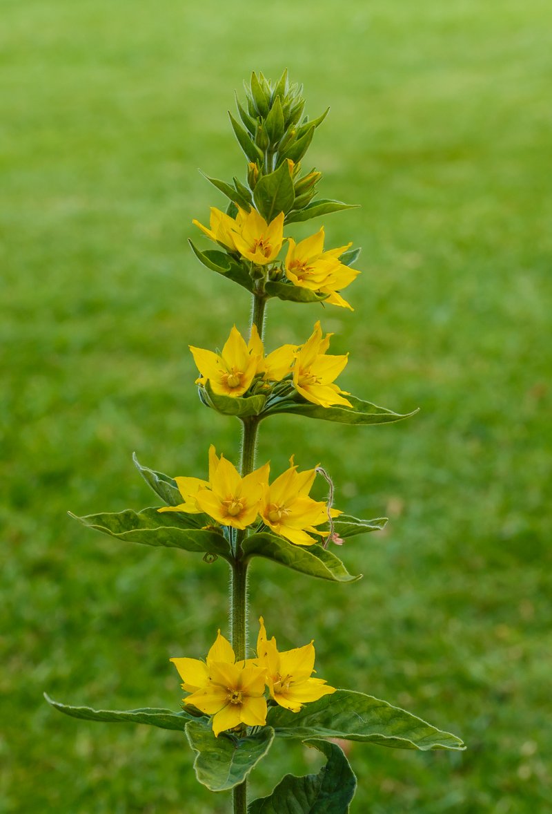 Large Yellow Loosestrife photo 7