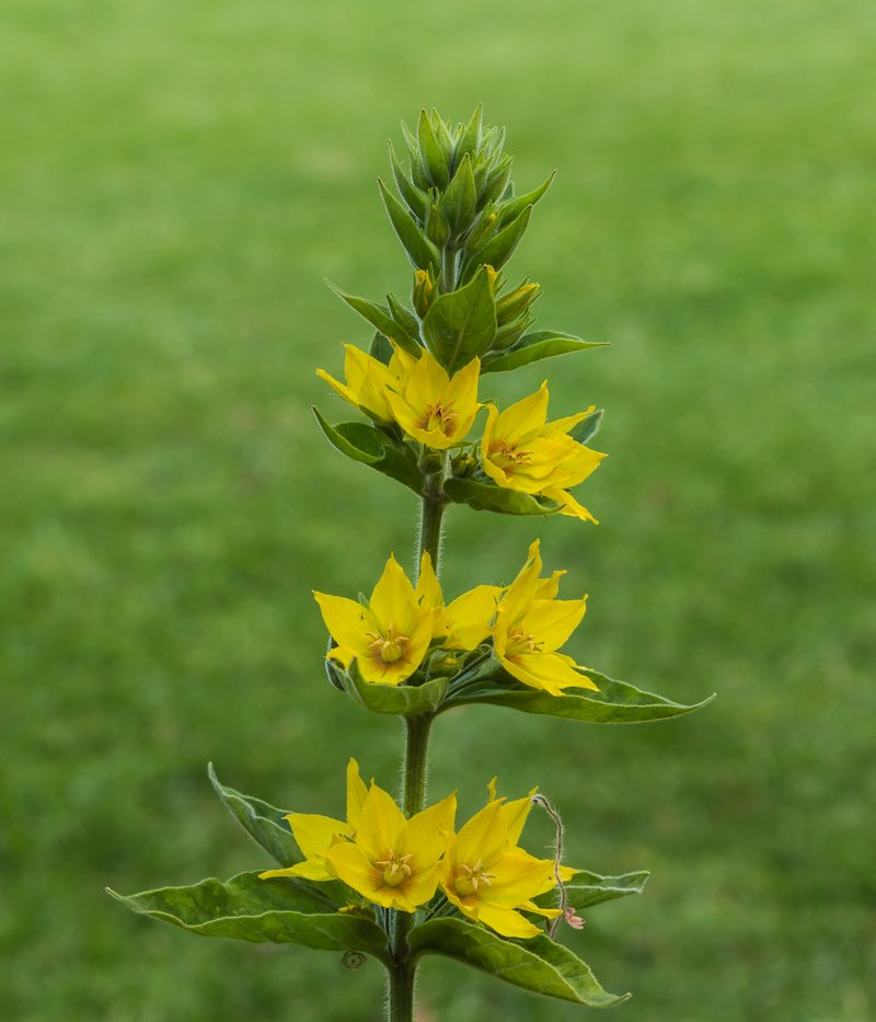 Large Yellow Loosestrife photo 8