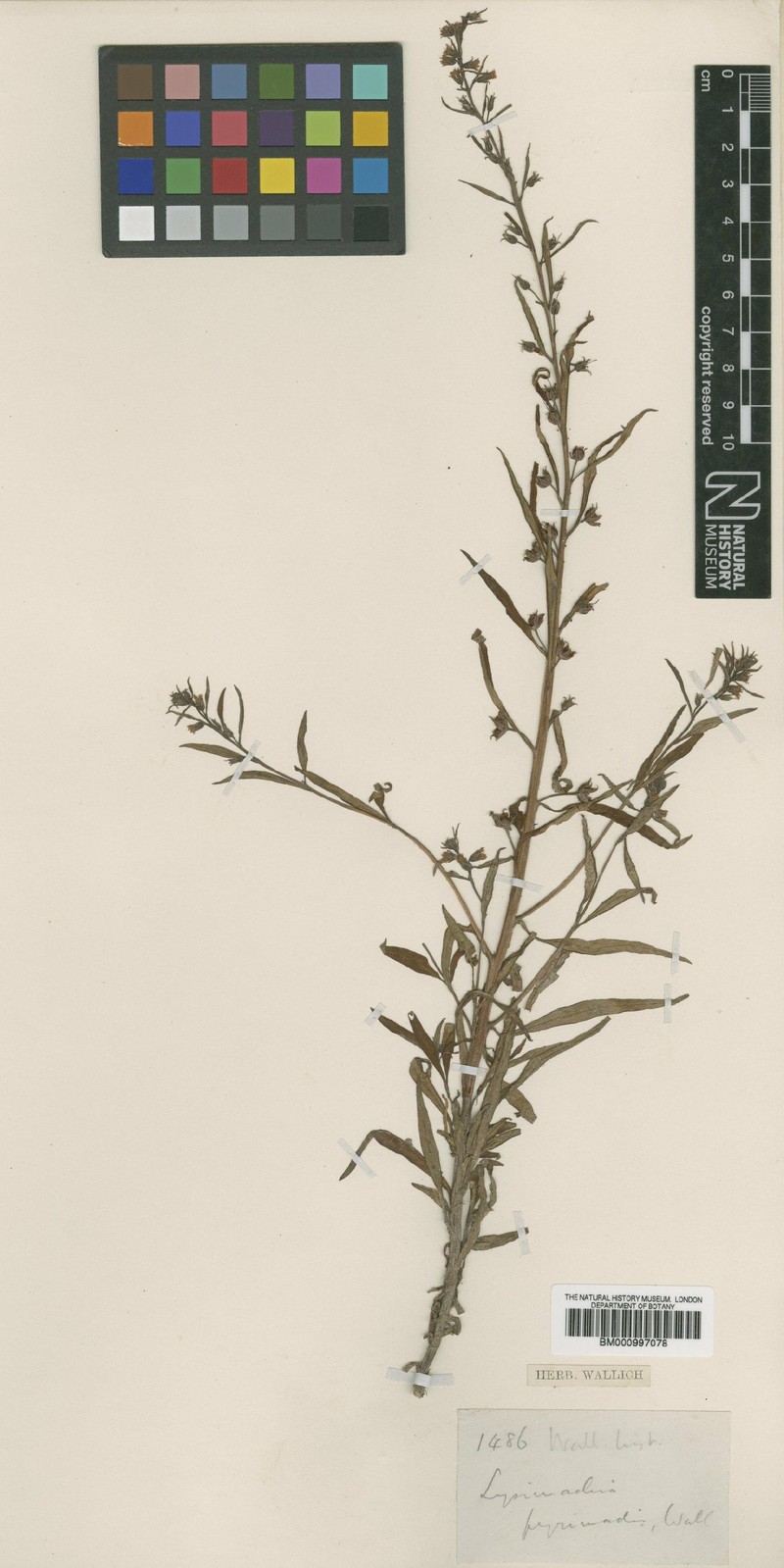 Lysimachia pyramidalis photo 2