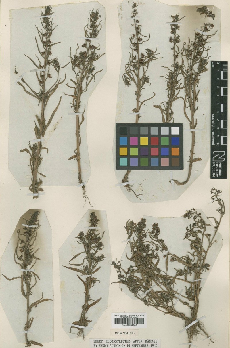 Lysimachia pyramidalis photo 3