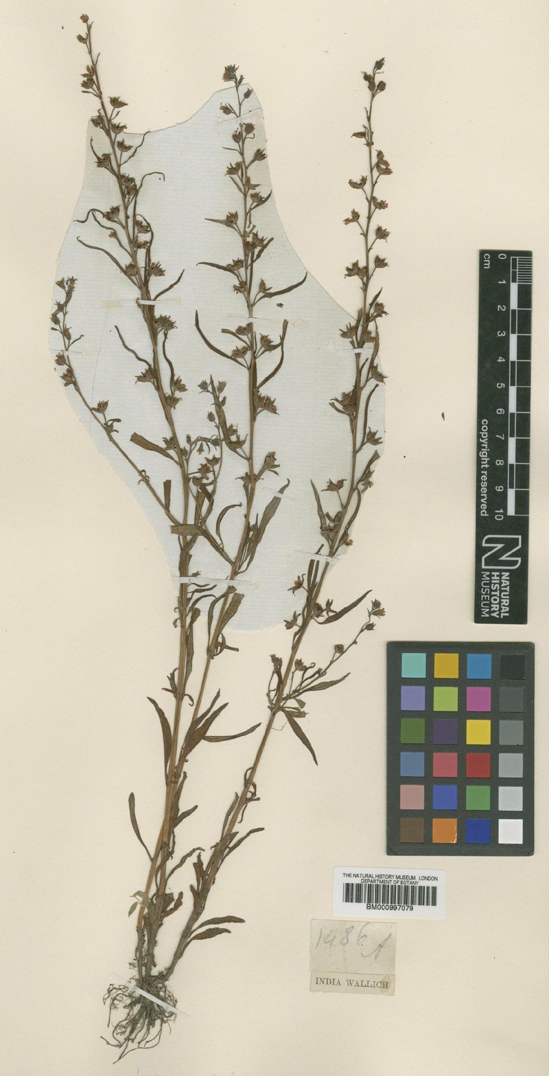 Lysimachia pyramidalis photo 4