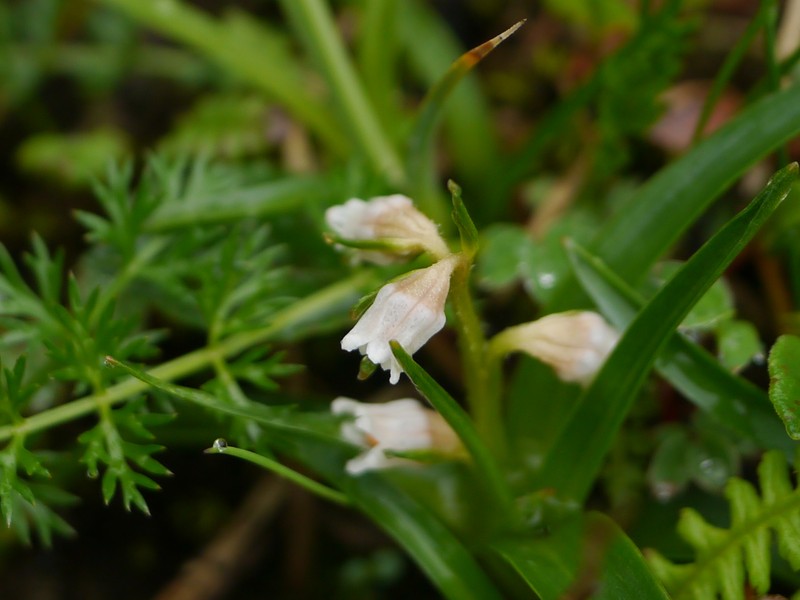 Lysimachia pyramidalis