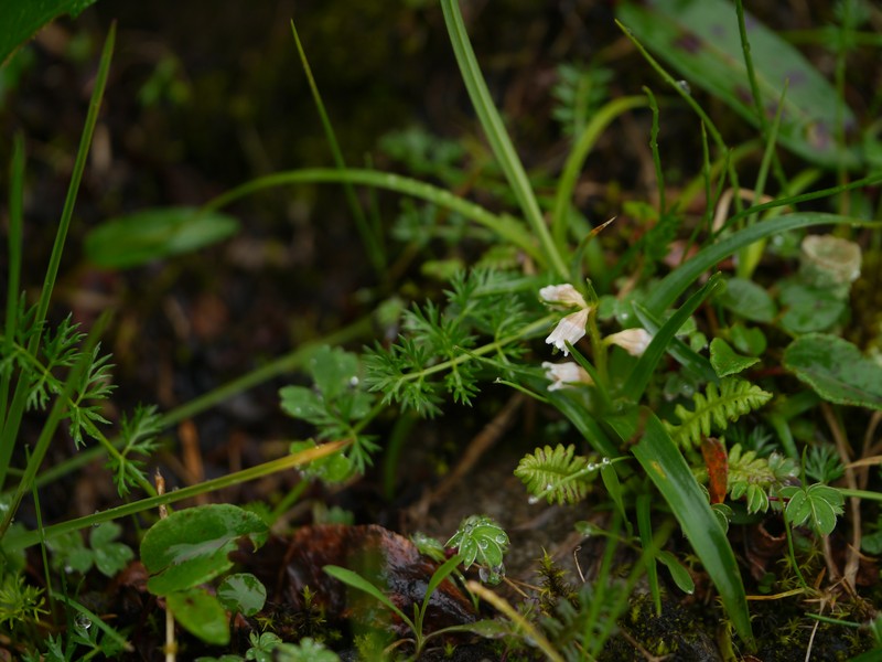Lysimachia pyramidalis photo 5