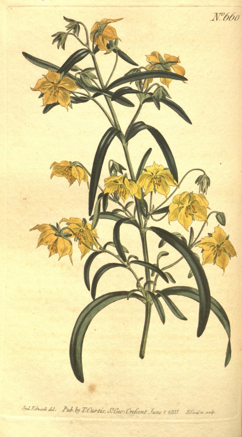 Fourflower Yellow Loosestrife photo 3