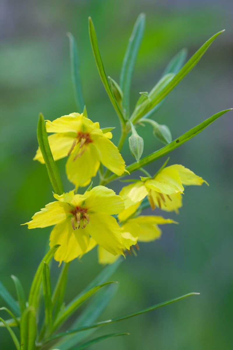 Fourflower Yellow Loosestrife