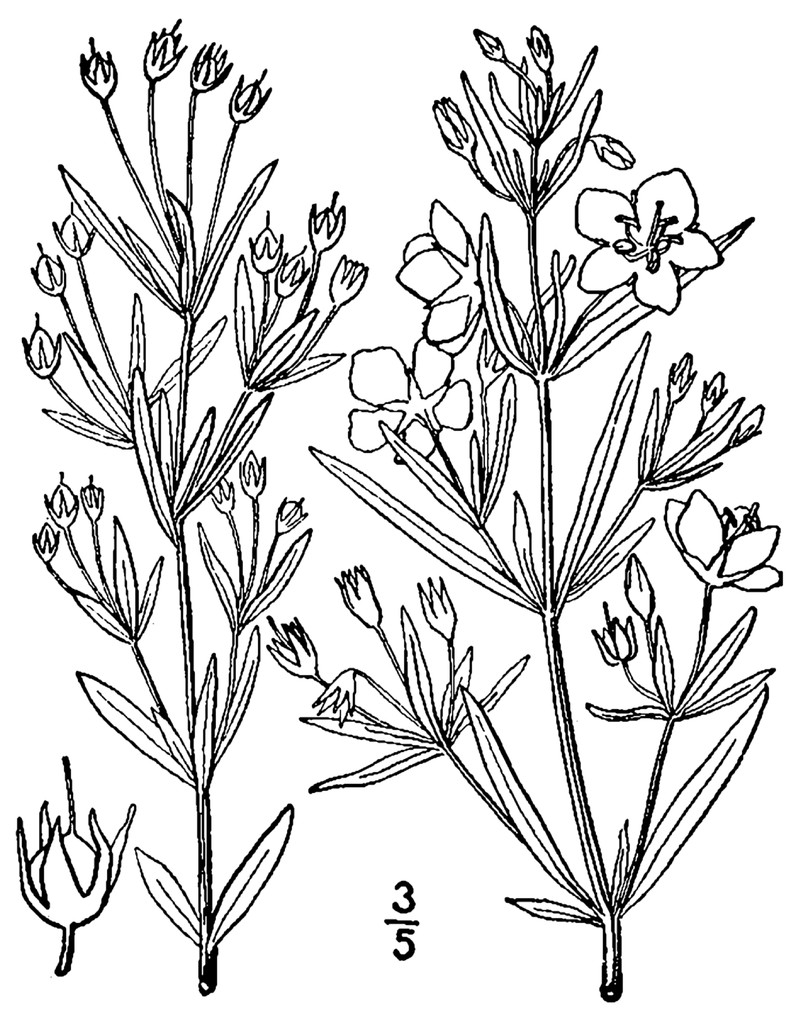 Fourflower Yellow Loosestrife photo 2