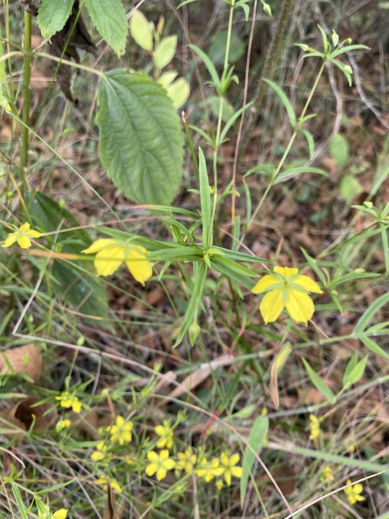 Fourflower Yellow Loosestrife photo 3