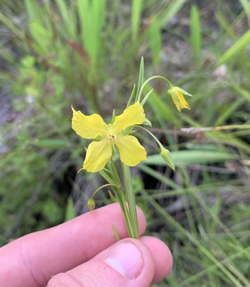 Fourflower Yellow Loosestrife photo 4