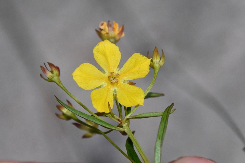 Fourflower Yellow Loosestrife photo 5