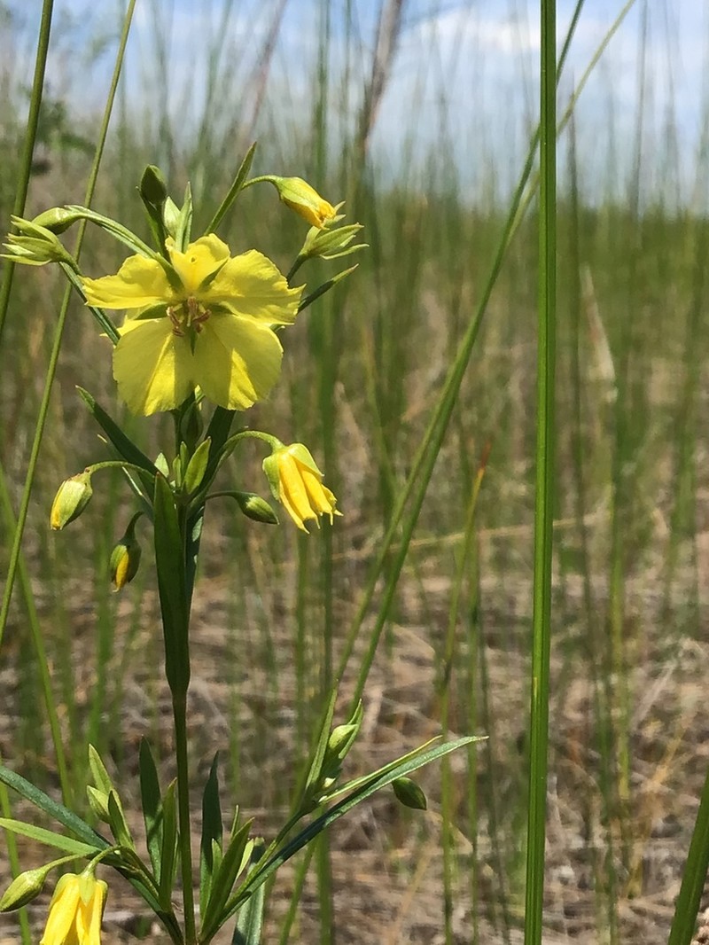 Fourflower Yellow Loosestrife photo 7