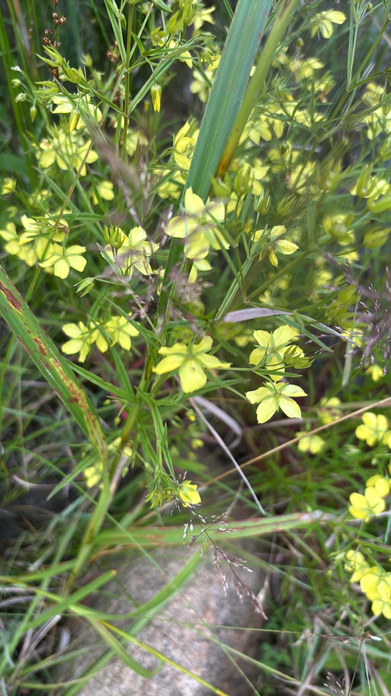 Fourflower Yellow Loosestrife photo 8