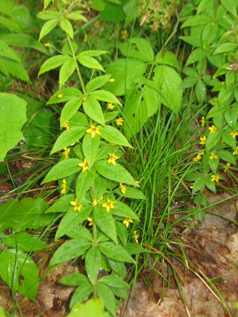 Whorled Yellow Loosestrife photo 4