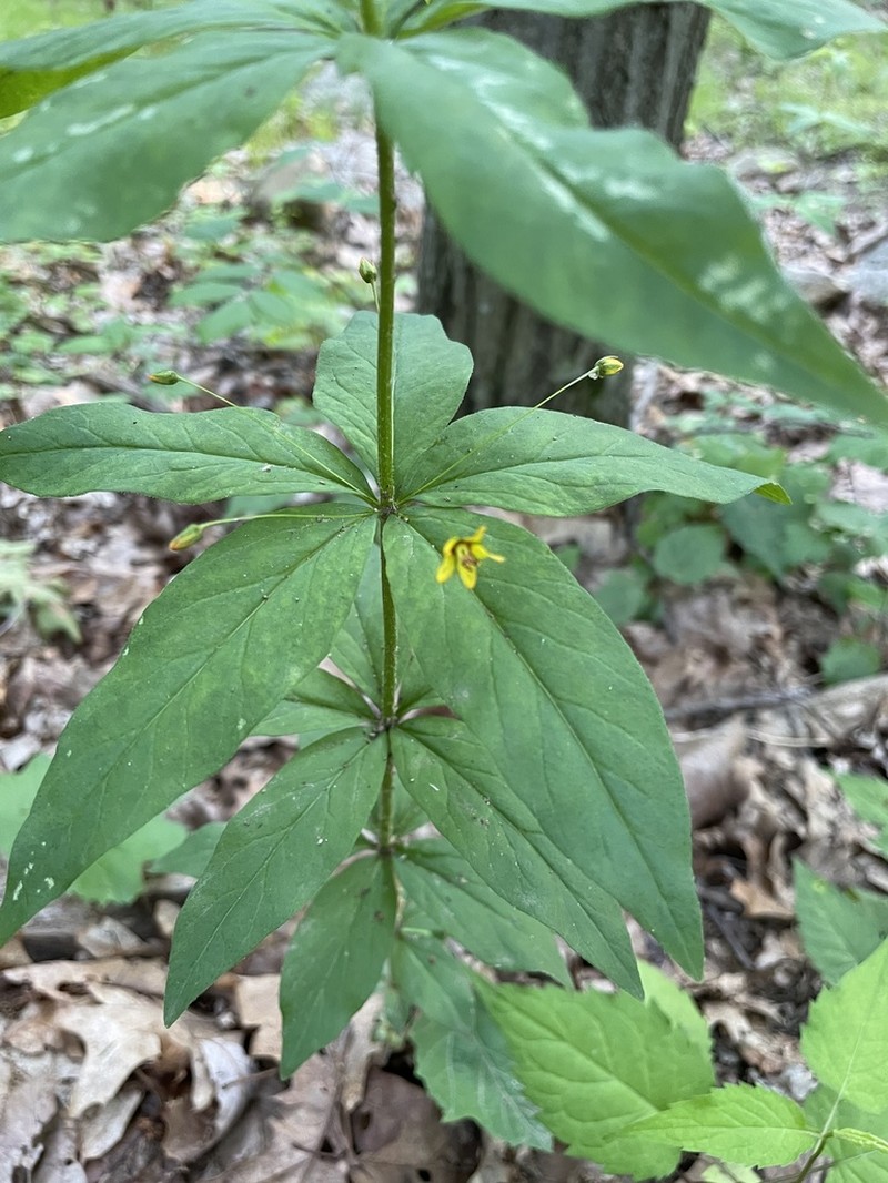 Whorled Yellow Loosestrife photo 3