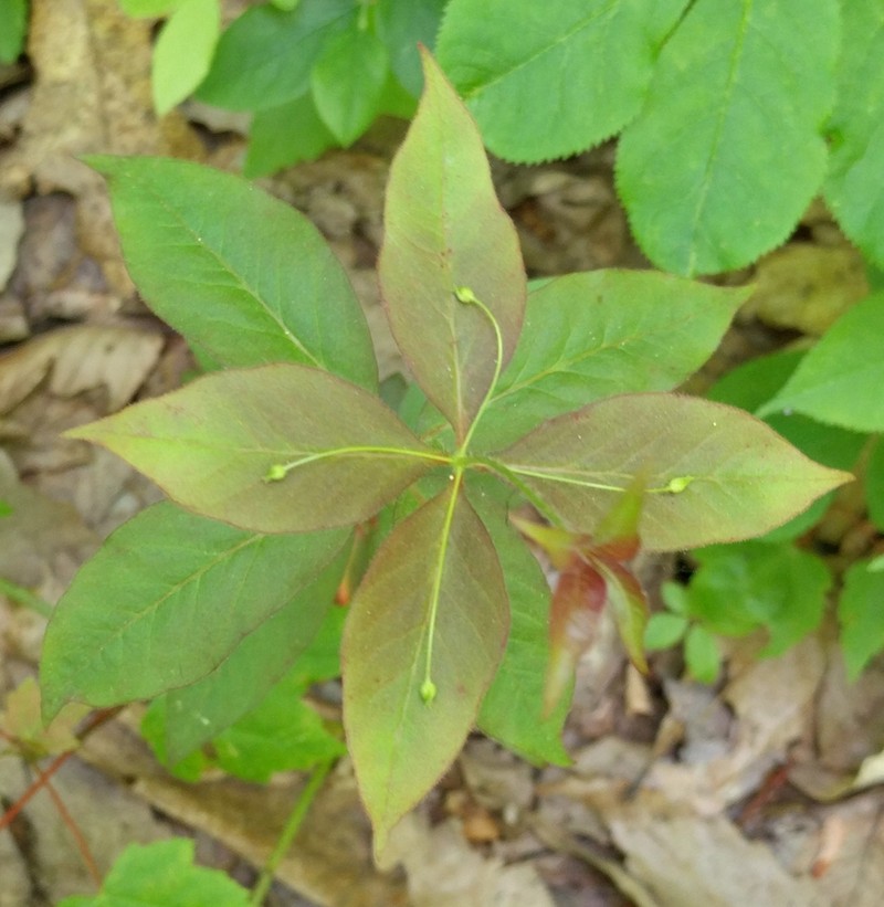Whorled Yellow Loosestrife photo 4