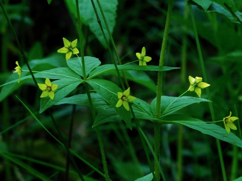 Whorled Yellow Loosestrife photo 5