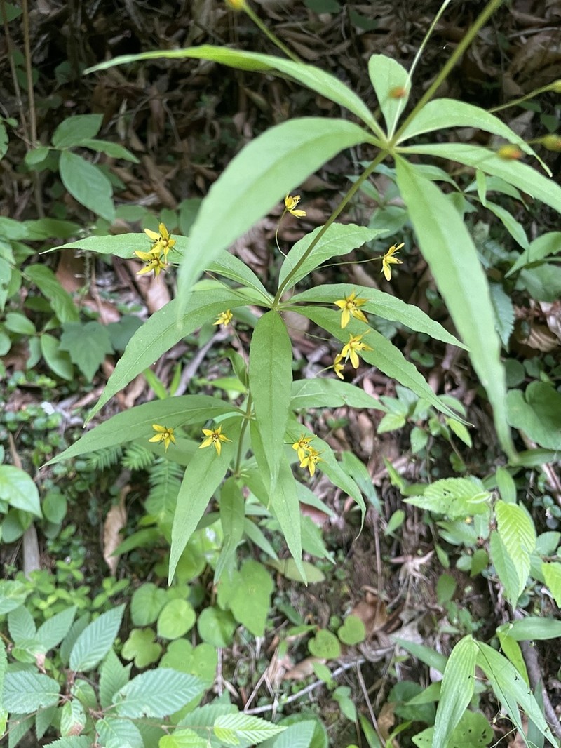 Whorled Yellow Loosestrife photo 6