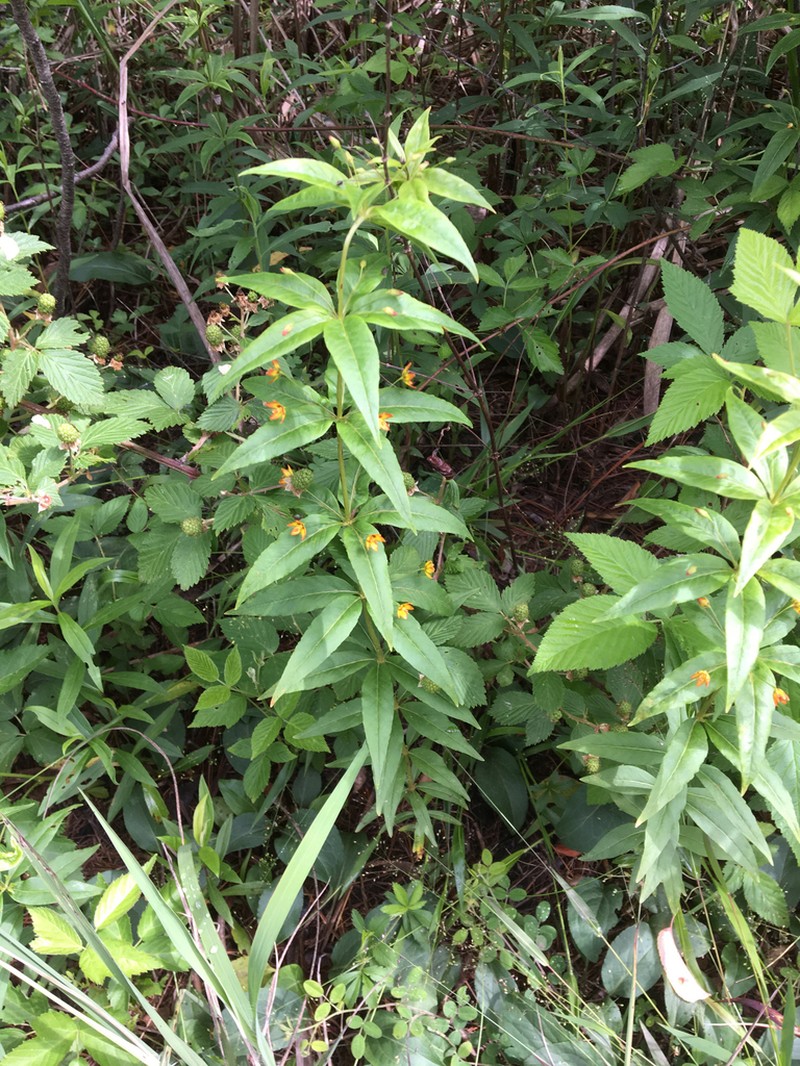 Whorled Yellow Loosestrife photo 7