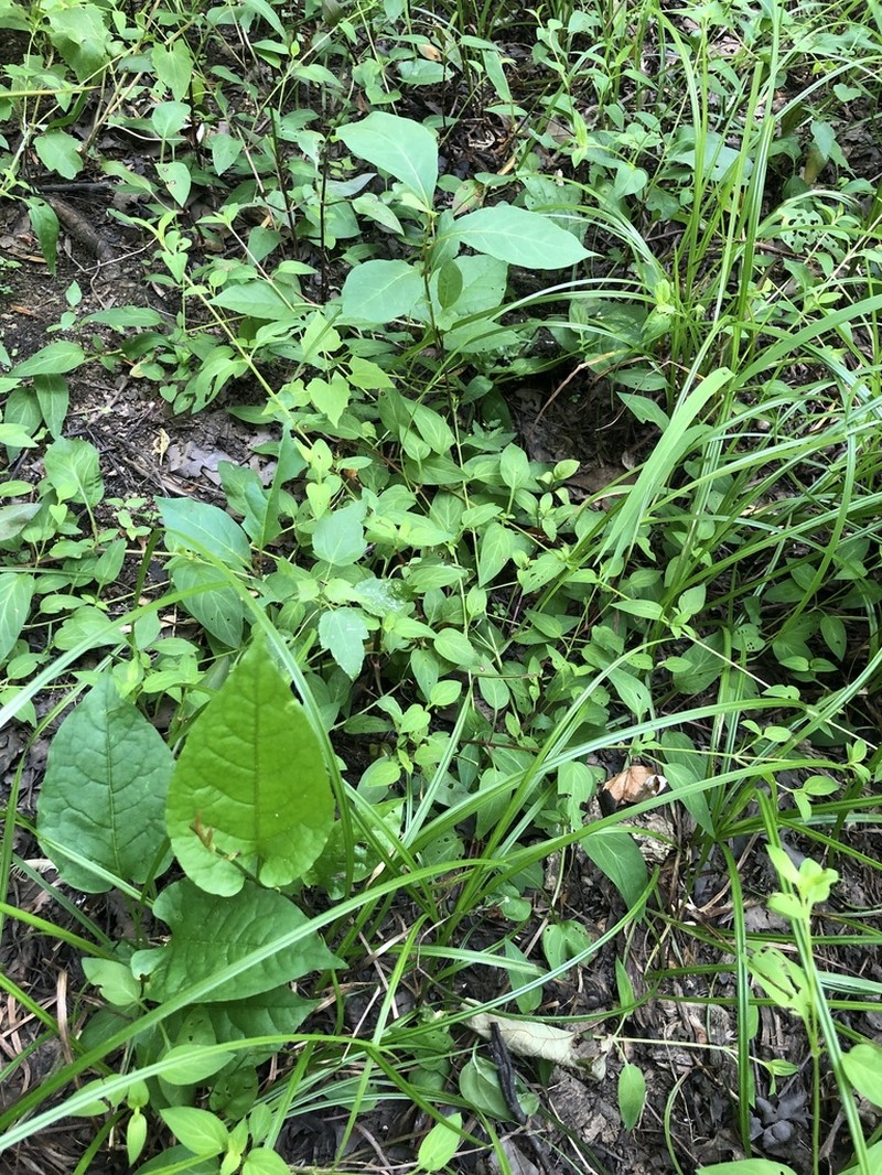 Trailing Yellow Loosestrife