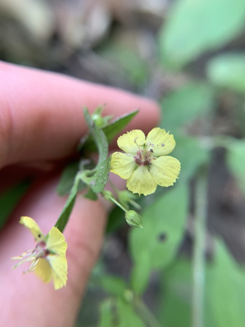 Trailing Yellow Loosestrife photo 2