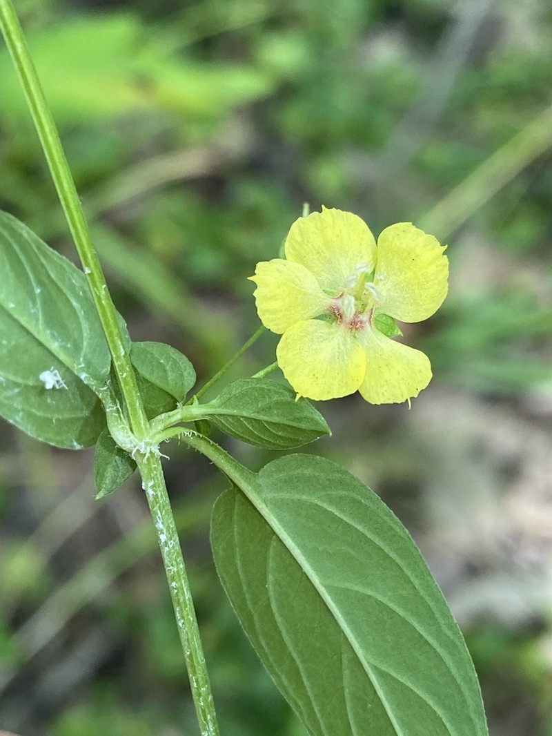Trailing Yellow Loosestrife photo 3