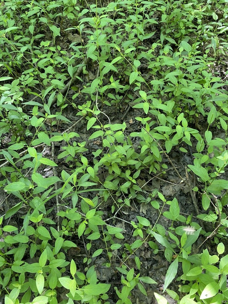 Trailing Yellow Loosestrife photo 4