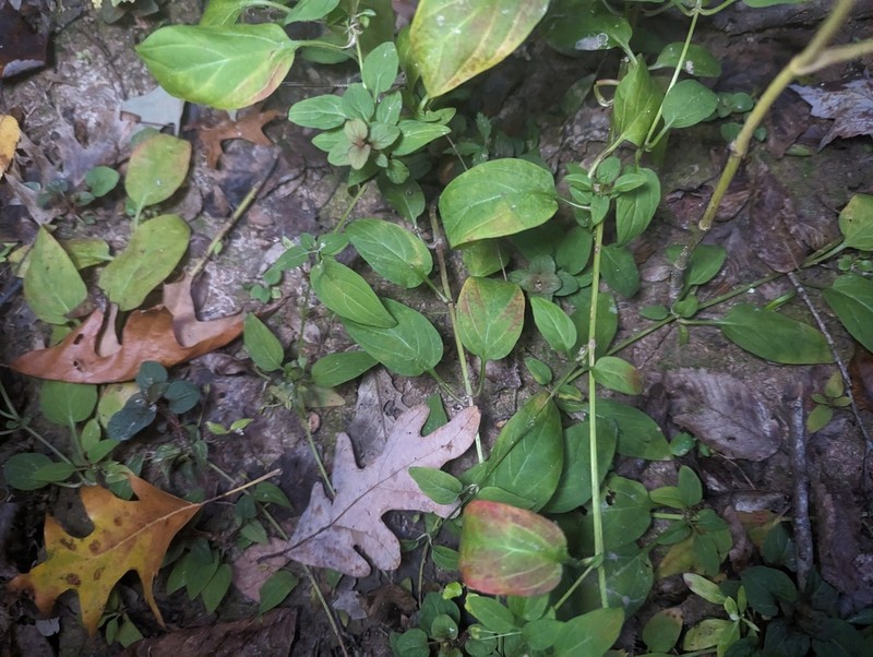 Trailing Yellow Loosestrife photo 5