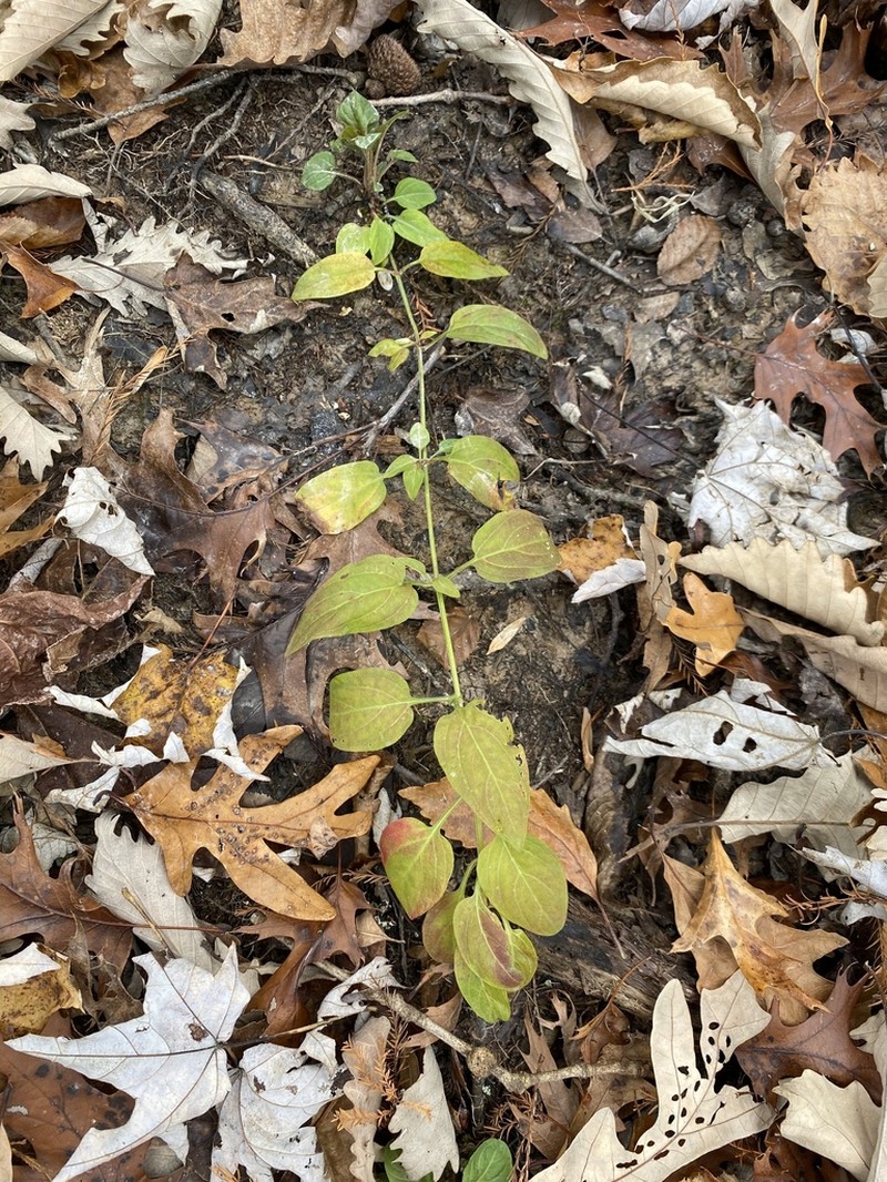 Trailing Yellow Loosestrife photo 6