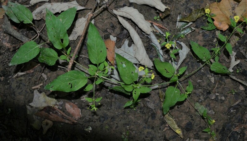 Trailing Yellow Loosestrife photo 7