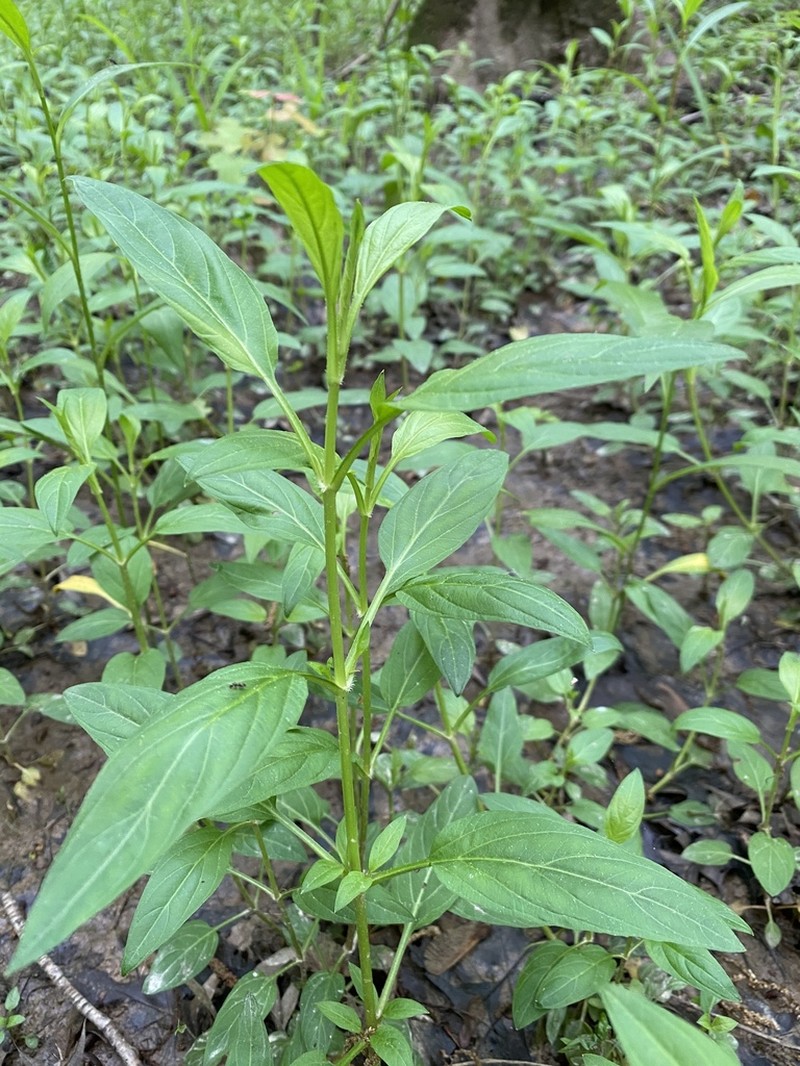 Trailing Yellow Loosestrife photo 8