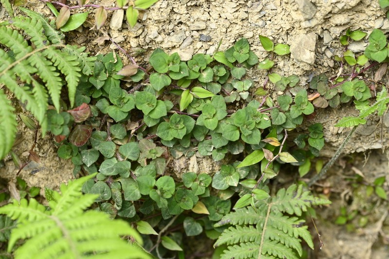 Lysimachia ravenii