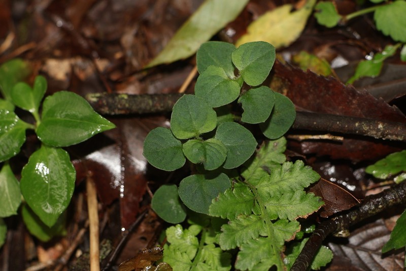 Lysimachia ravenii photo 2