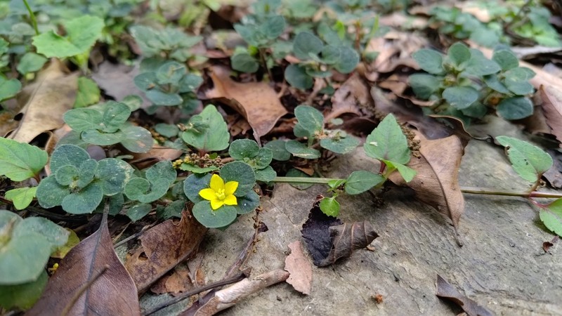 Lysimachia ravenii photo 3